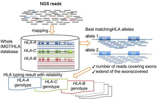 High Resolution HLA Typing به روش NGS 