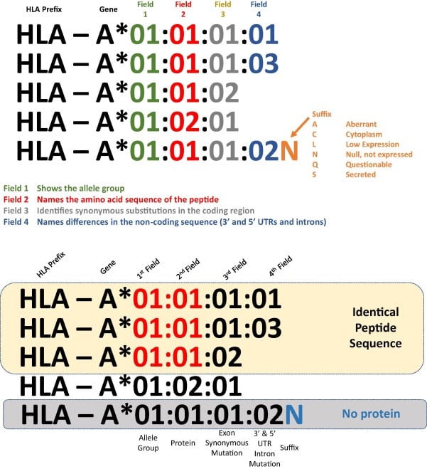 High Resolution HLA Typing