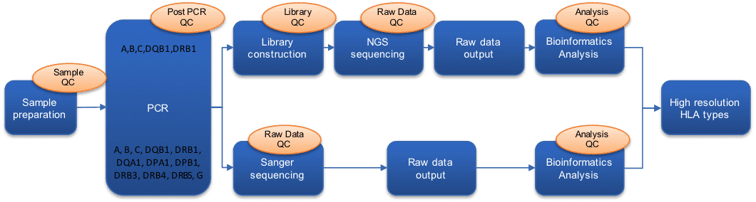 High Resolution HLA Typing به روش NGS