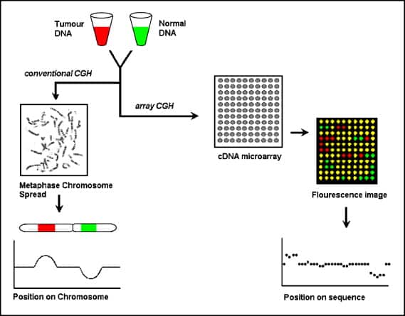 اصول آزمایش CGH Array