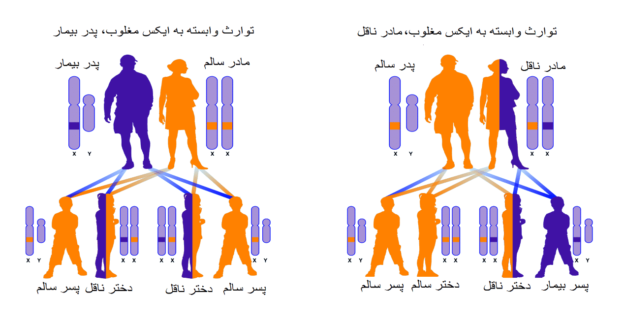 دیستروفی­های عضلانی دوشن و بکر