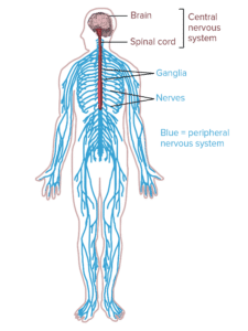 بیماری های نورولوژیک