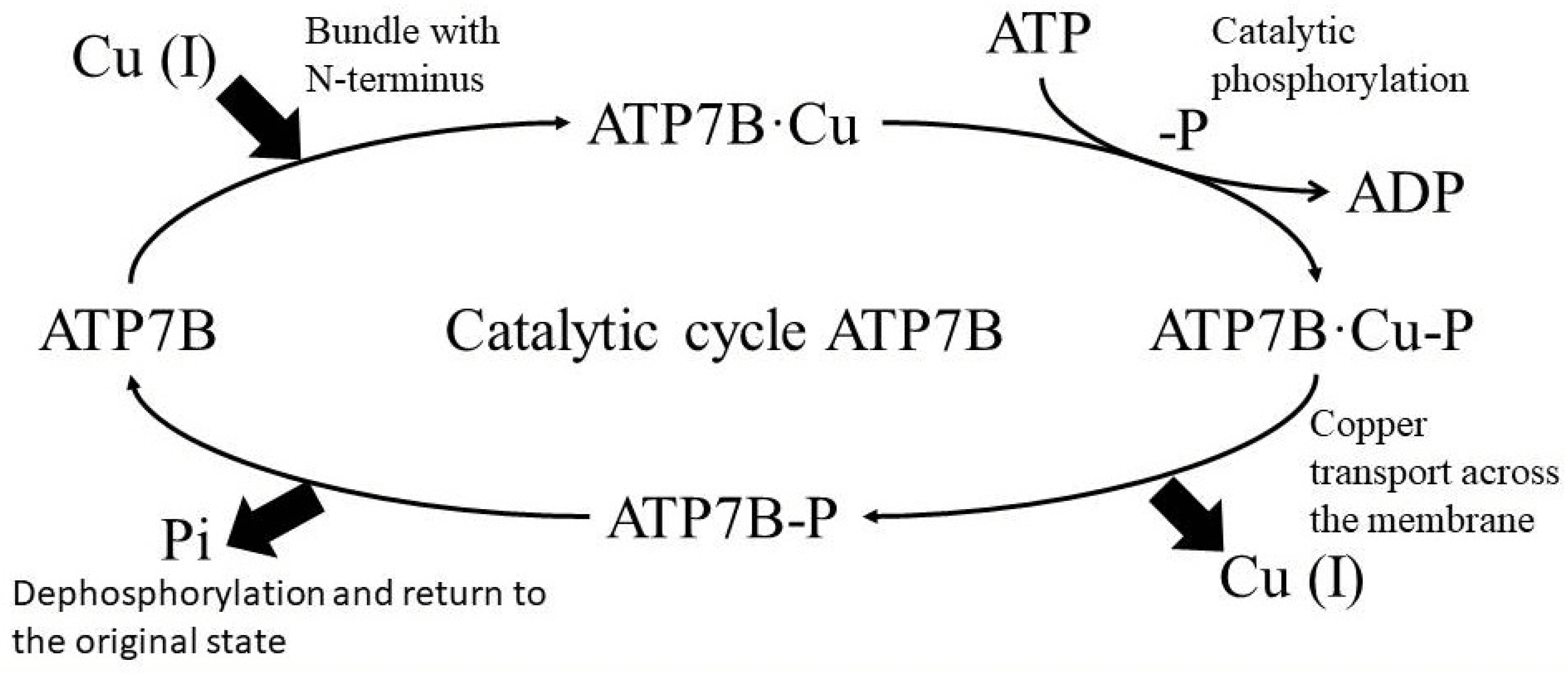 مکانیسم عمل پروتئین ATP7B 