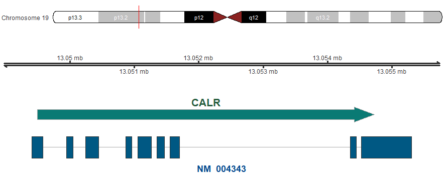 موقعیت کروموزومی ژن CALR