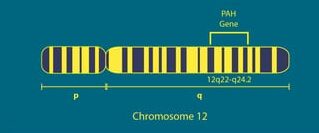 محل قرار گیری ژن PAH در کروموزوم ۱۲