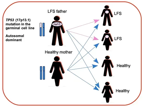توارث اتوزمال غالب جهش های ارثی ژن TP53