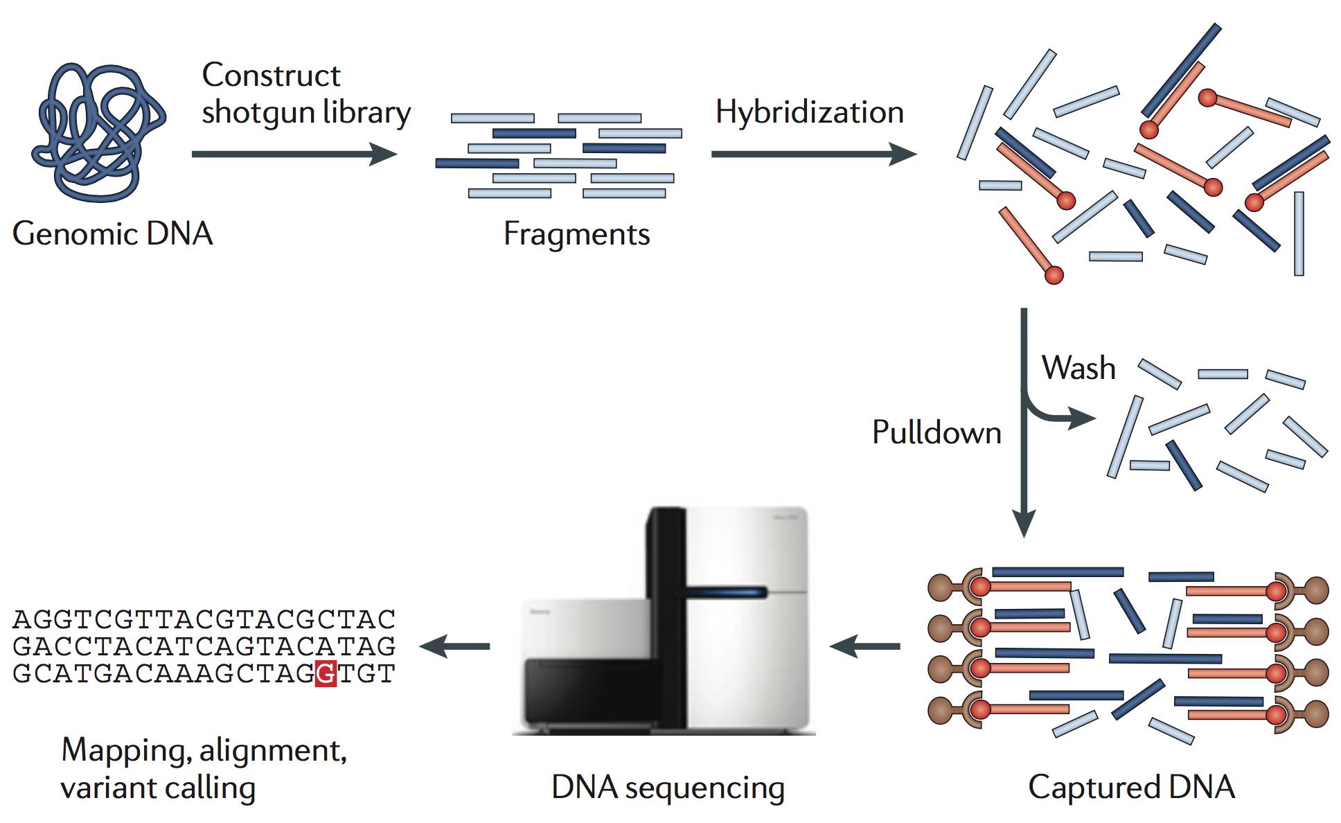 روش انجام آزمایش Whole Exome Sequencing