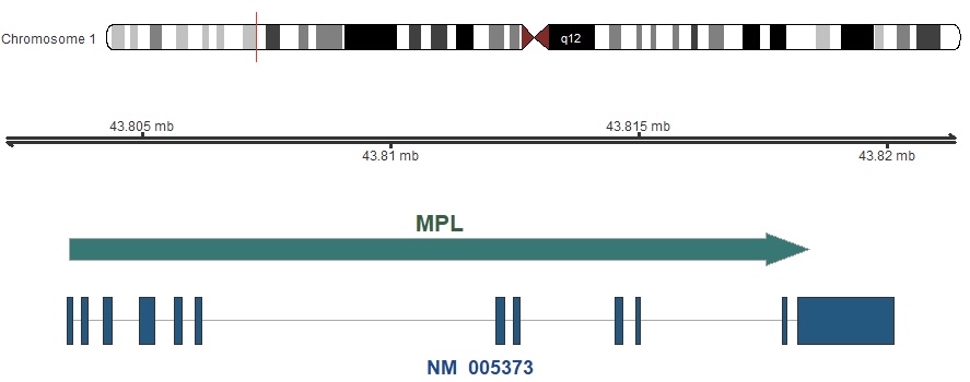 موقعیت کروموزومی ژن MPL