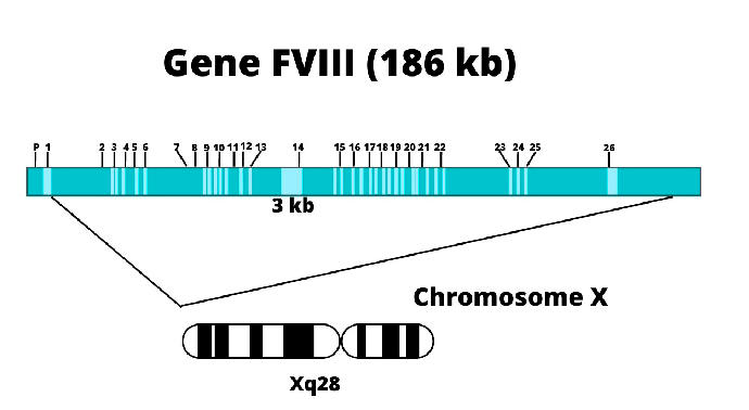 محل قرارگیری ژن فاکتور ۸ در کروموزوم X